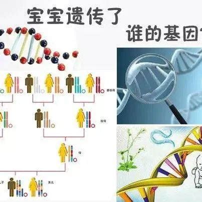 生男生女基因|研究：生男生女，父亲基因决定